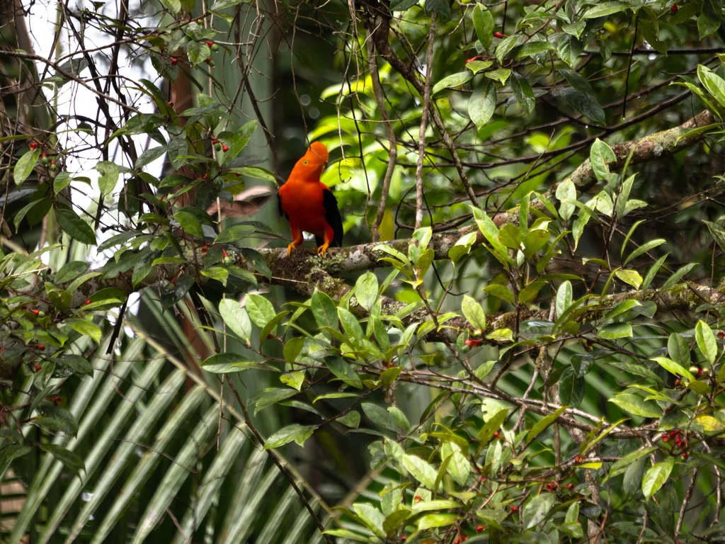 安第斯冠伞鸟(Rupicola peruvianus)
