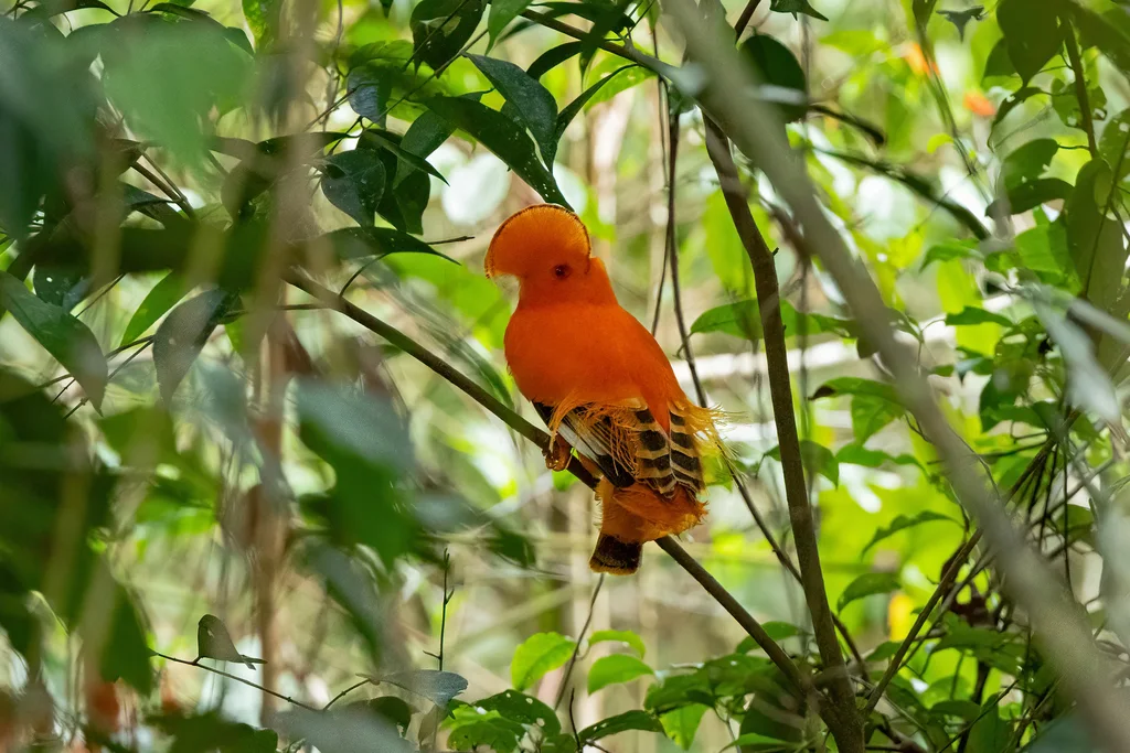 圭亚那冠伞鸟(Rupicola rupicola)