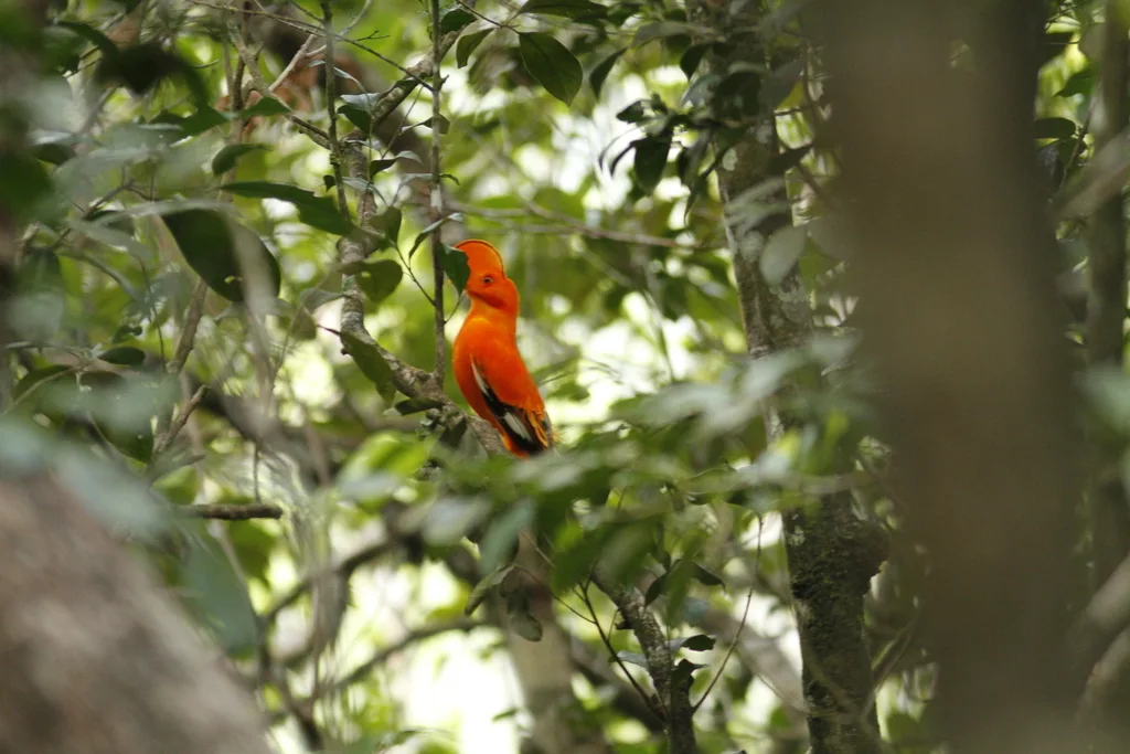 圭亚那冠伞鸟(Rupicola rupicola)