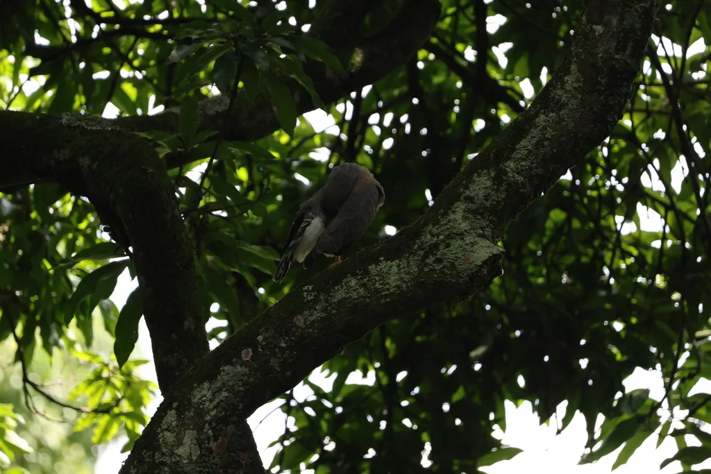 阔嘴鵟(Rupornis magnirostris)