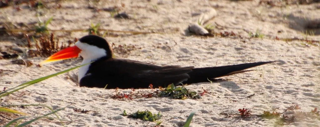 非洲剪嘴鸥(Rynchops flavirostris)