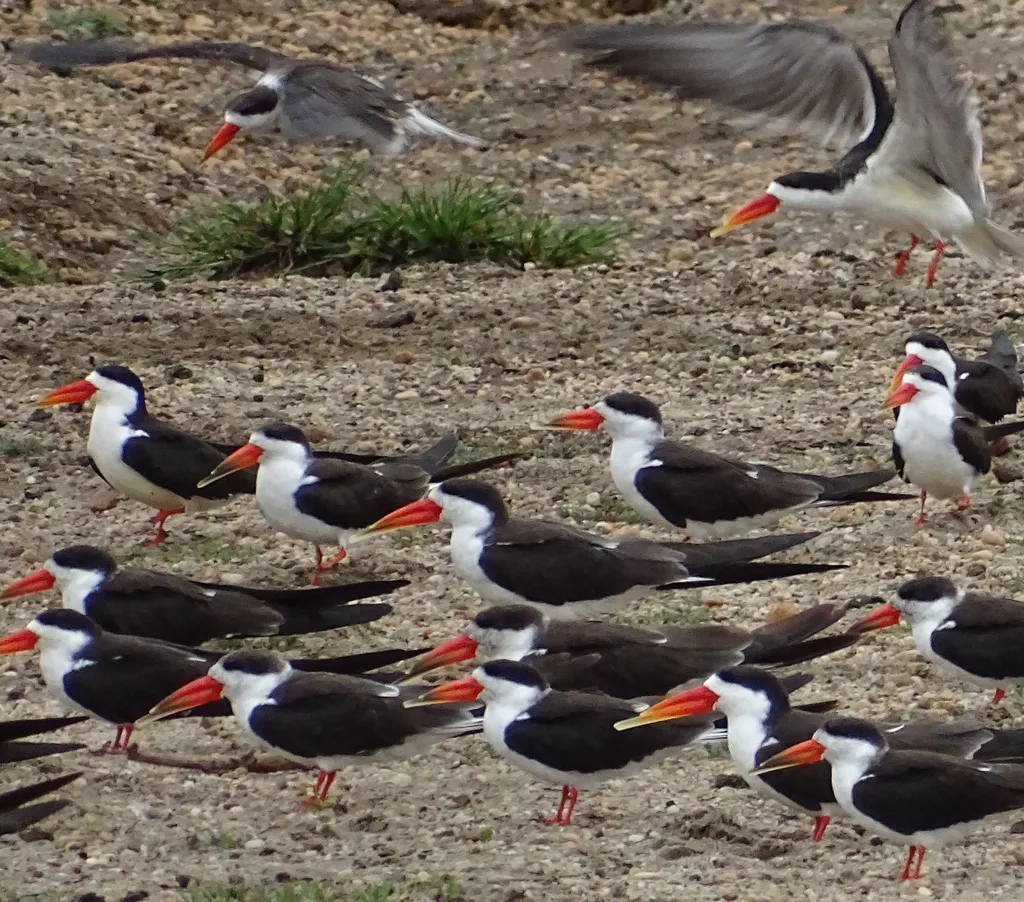 非洲剪嘴鸥(Rynchops flavirostris)