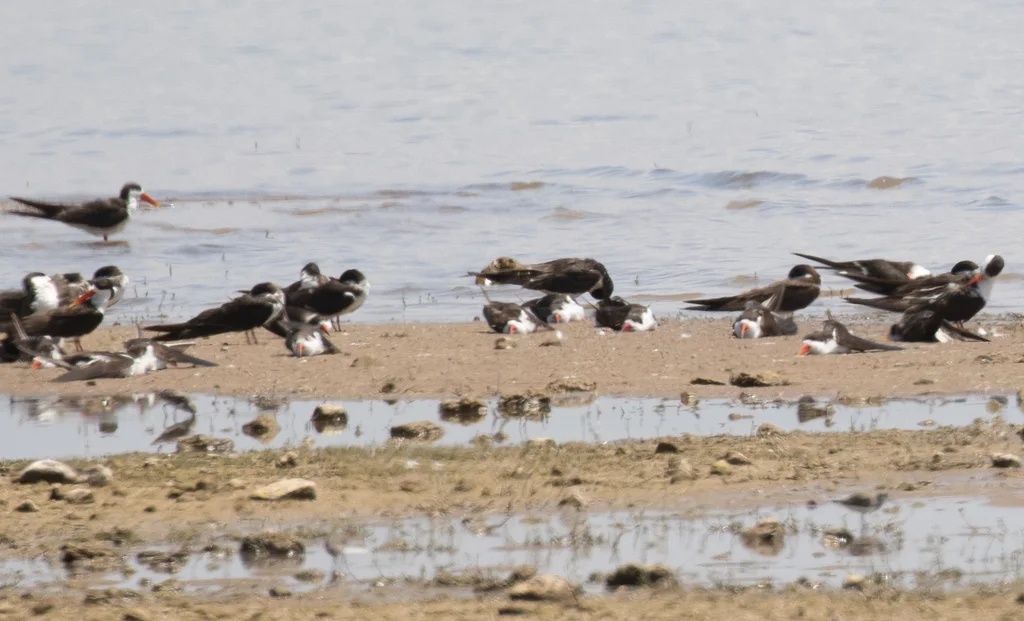 非洲剪嘴鸥(Rynchops flavirostris)