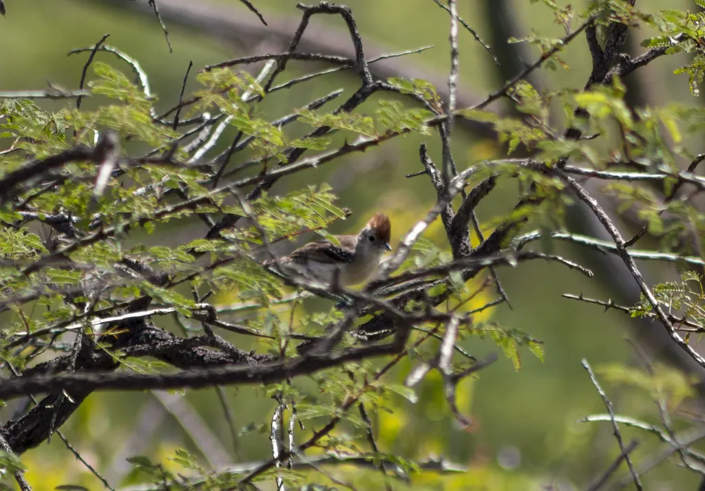 银颊蚁鵙(Sakesphoroides cristatus)