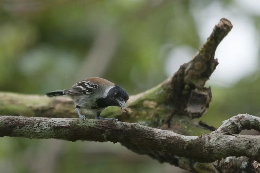黑冠蚁鵙(Sakesphorus canadensis)