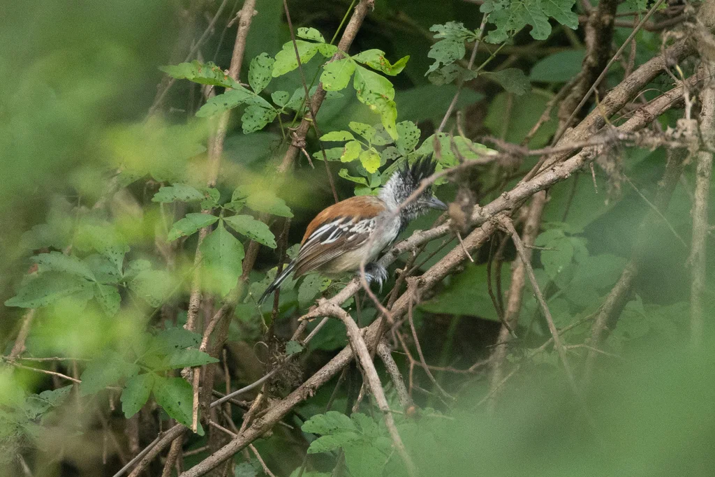 黑冠蚁鵙(Sakesphorus canadensis)