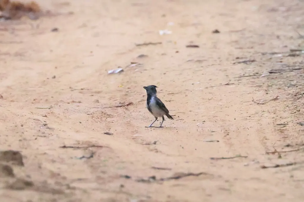 黑冠蚁鵙(Sakesphorus canadensis)