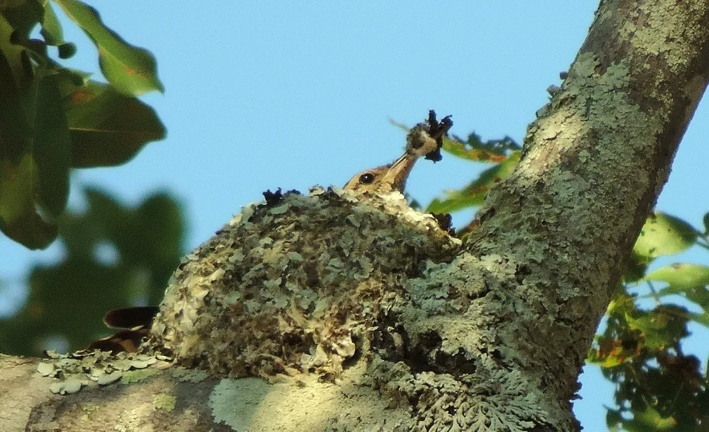 非洲斑旋木雀（Salpornis salvadori）