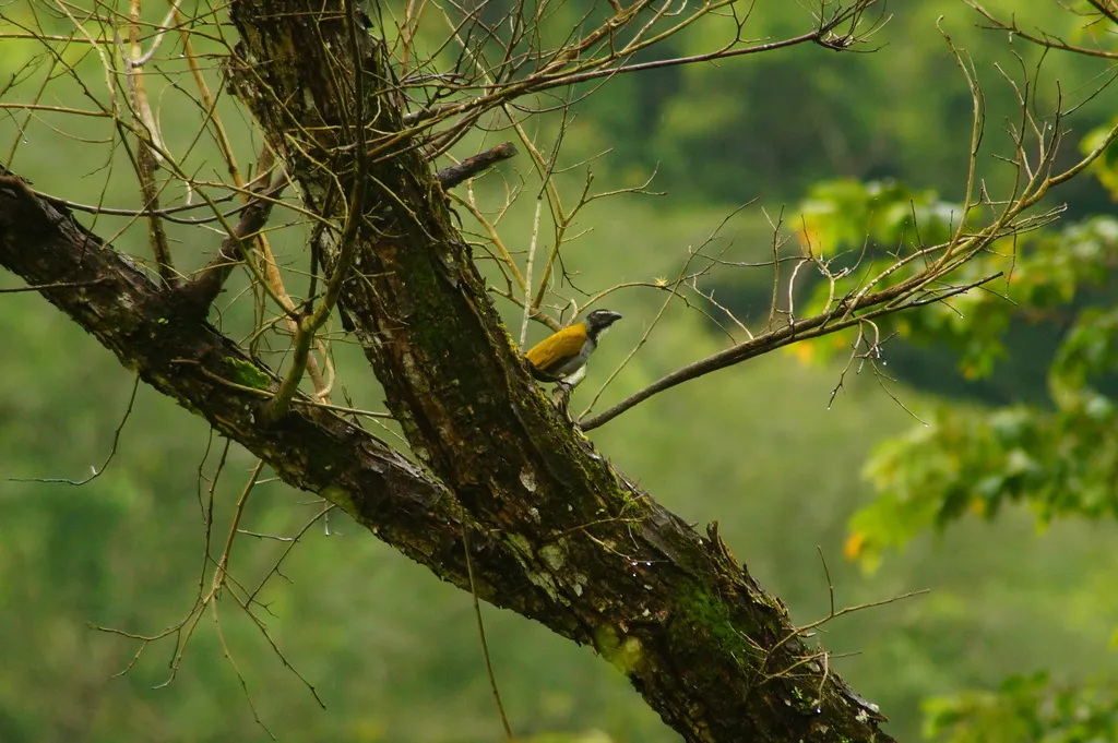 黑头舞雀(Saltator atriceps)
