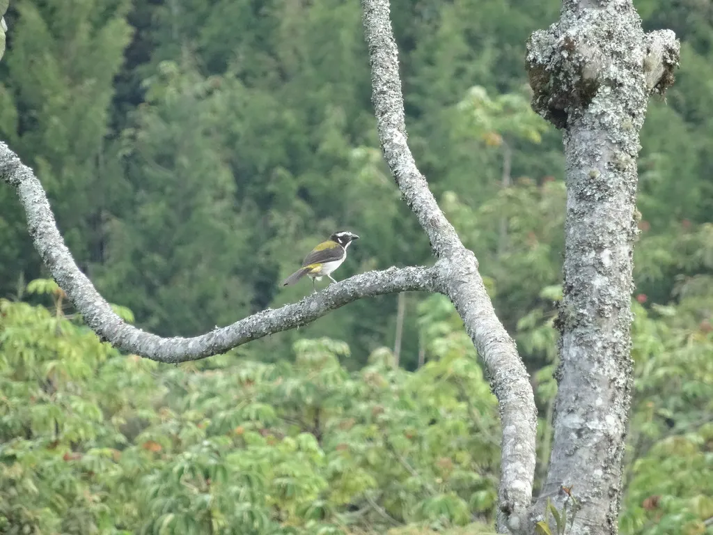 黑翅舞雀(Saltator atripennis)