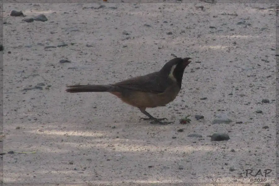 金嘴舞雀(Saltator aurantiirostris)