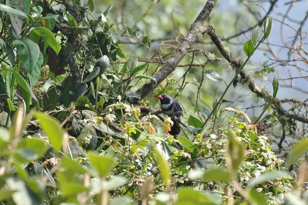 花脸舞雀(Saltator cinctus)