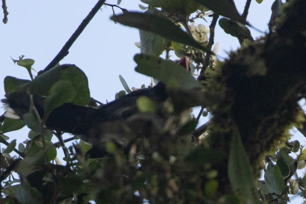 花脸舞雀(Saltator cinctus)