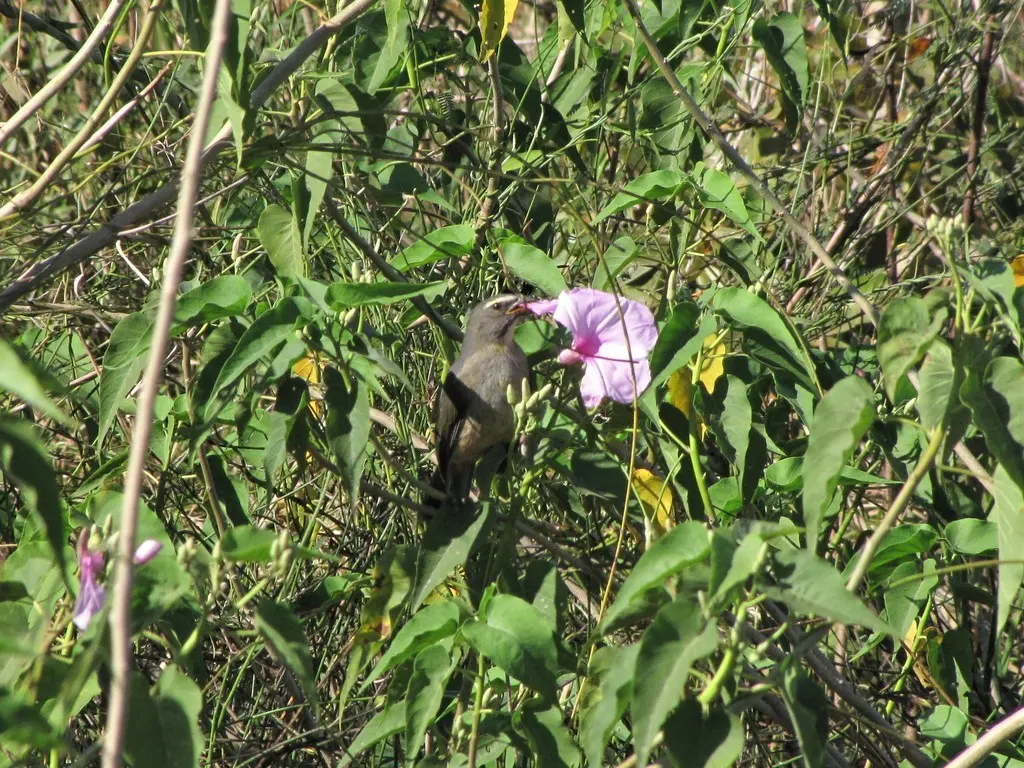 灰背舞雀(Saltator coerulescens)