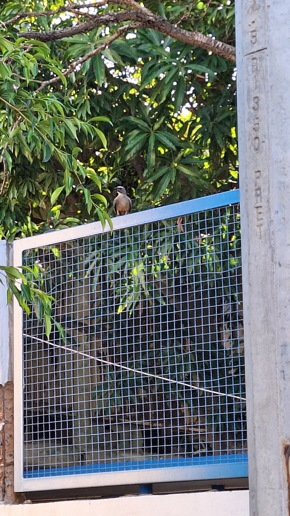 灰背舞雀(Saltator coerulescens)