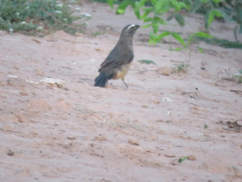 灰背舞雀(Saltator coerulescens)