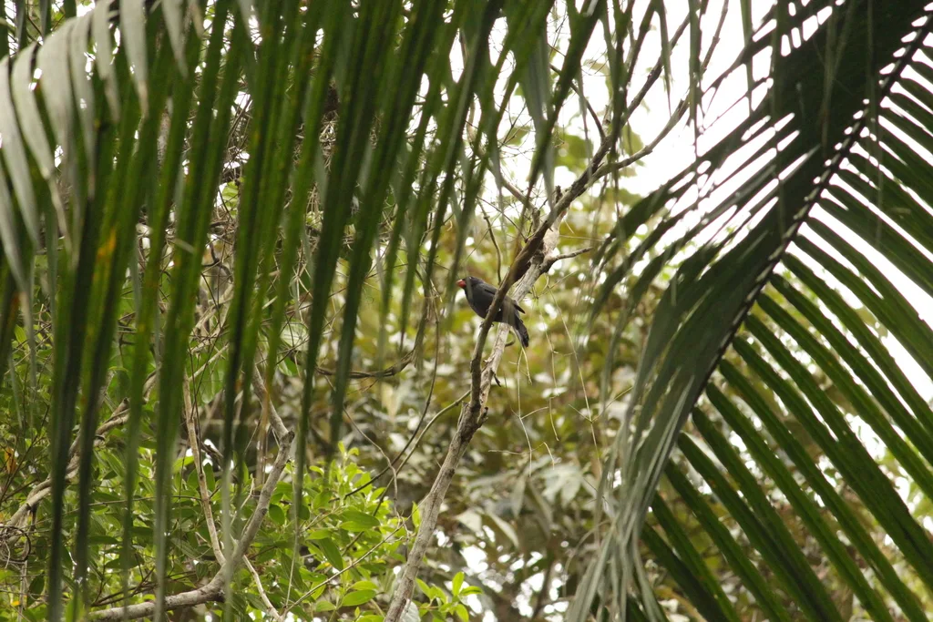 黑喉粗嘴雀(Saltator fuliginosus)