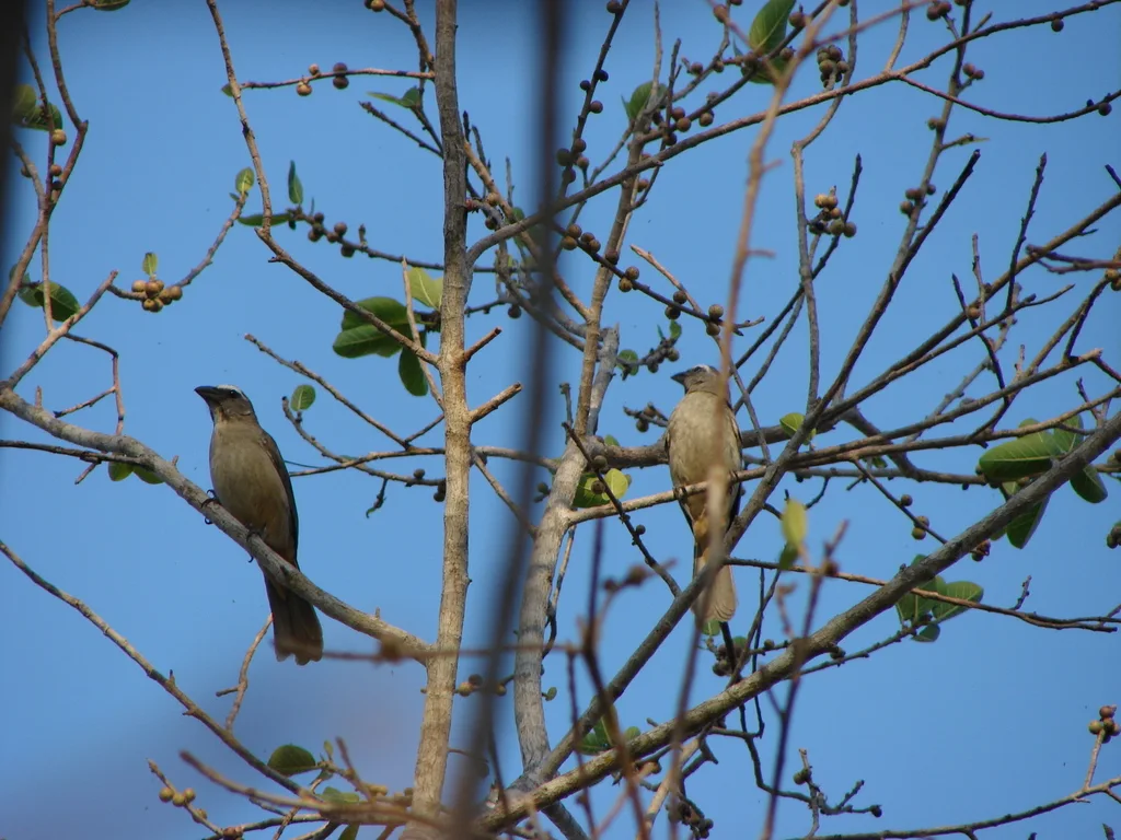 棕腹灰背舞雀(Saltator grandis)
