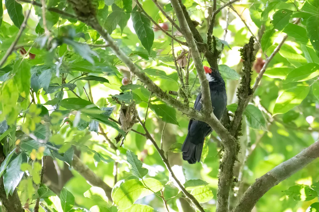 灰蓝粗嘴雀(Saltator grossus)