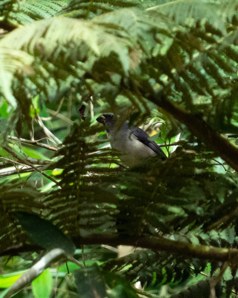 厚嘴舞雀(Saltator maxillosus)