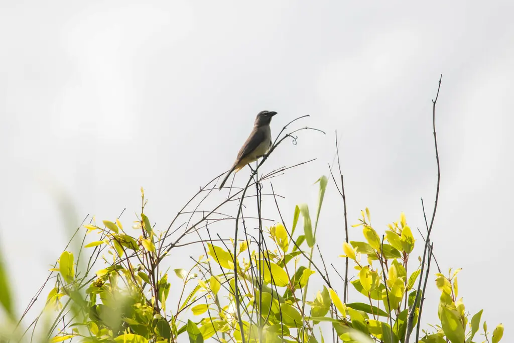 暗绿舞雀(Saltator olivascens)