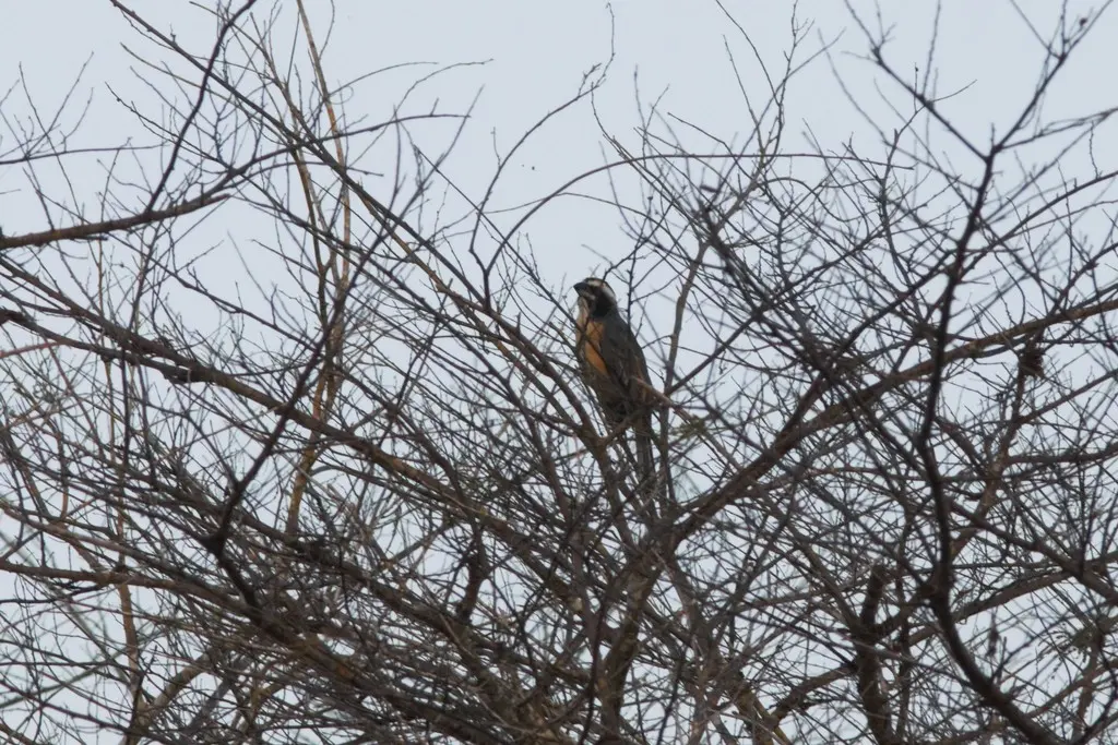 白眉舞雀(Saltator orenocensis)