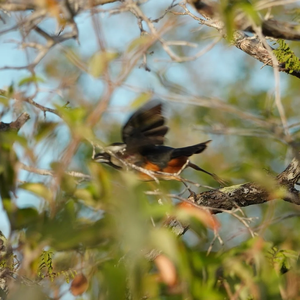 白眉舞雀(Saltator orenocensis)