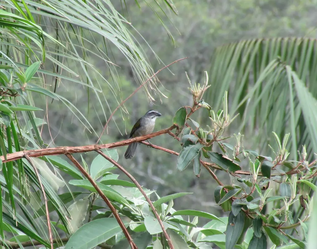绿翅舞雀(Saltator similis)