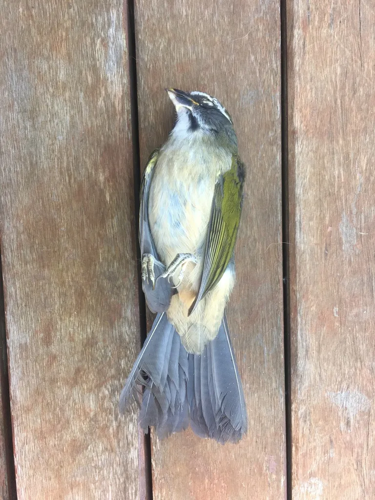 绿翅舞雀(Saltator similis)