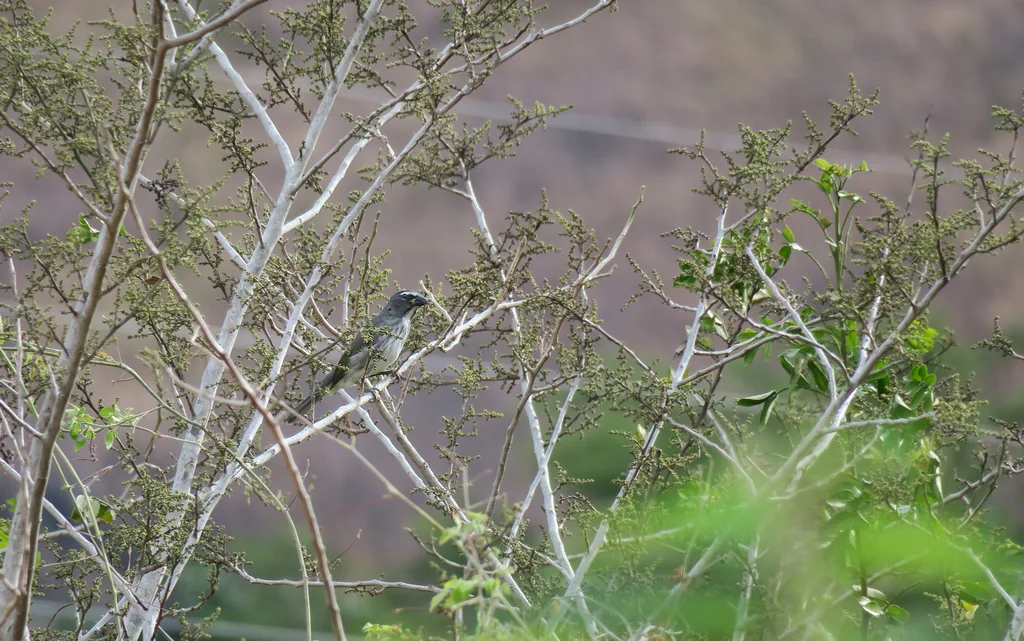 斑纹舞雀(Saltator striatipectus)