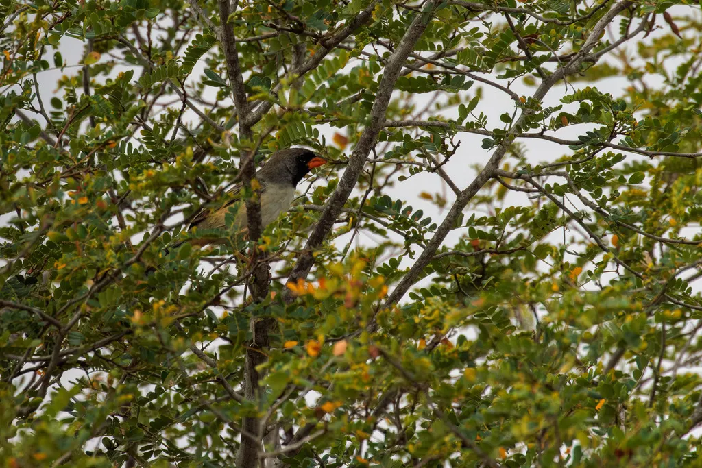 黑喉舞雀(Saltatricula atricollis)