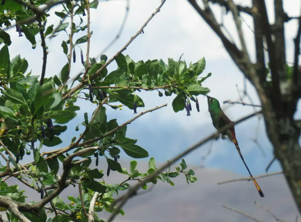 红尾彗星蜂鸟(Sappho sparganurus)