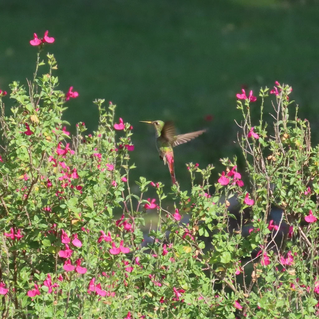 红尾彗星蜂鸟(Sappho sparganurus)