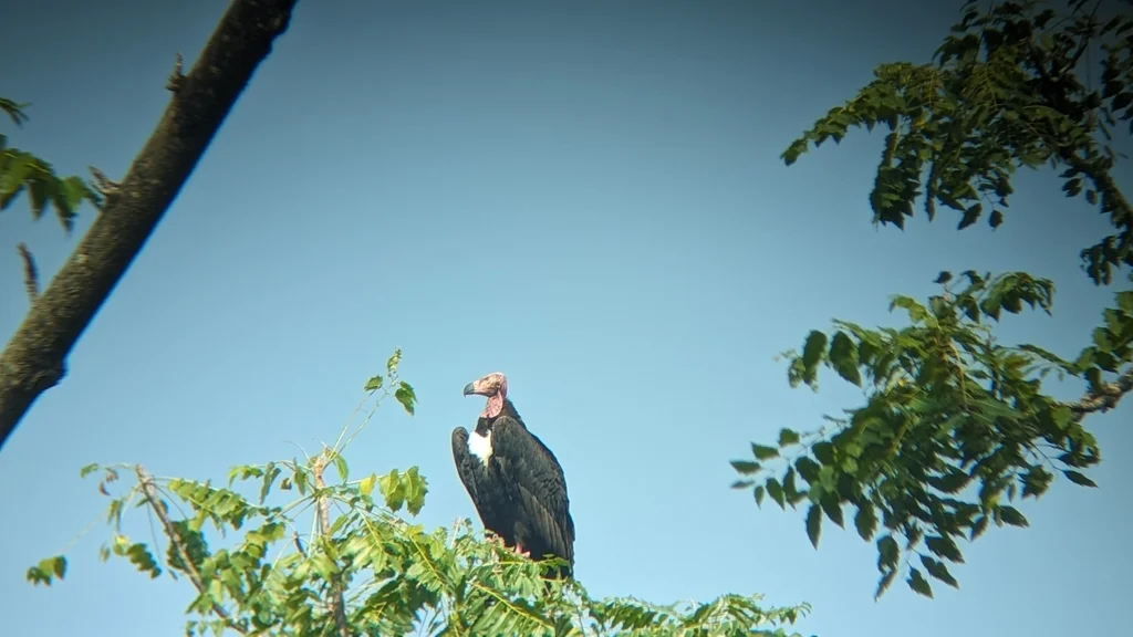 黑兀鹫(Sarcogyps calvus)