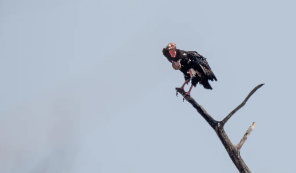 黑兀鹫(Sarcogyps calvus)