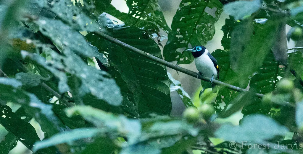 肉垂阔嘴鸟(Sarcophanops steerii)