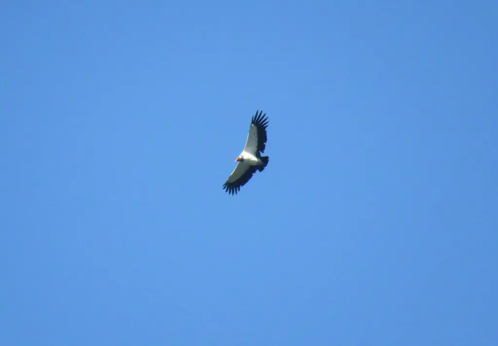 王鹫(Sarcoramphus papa)