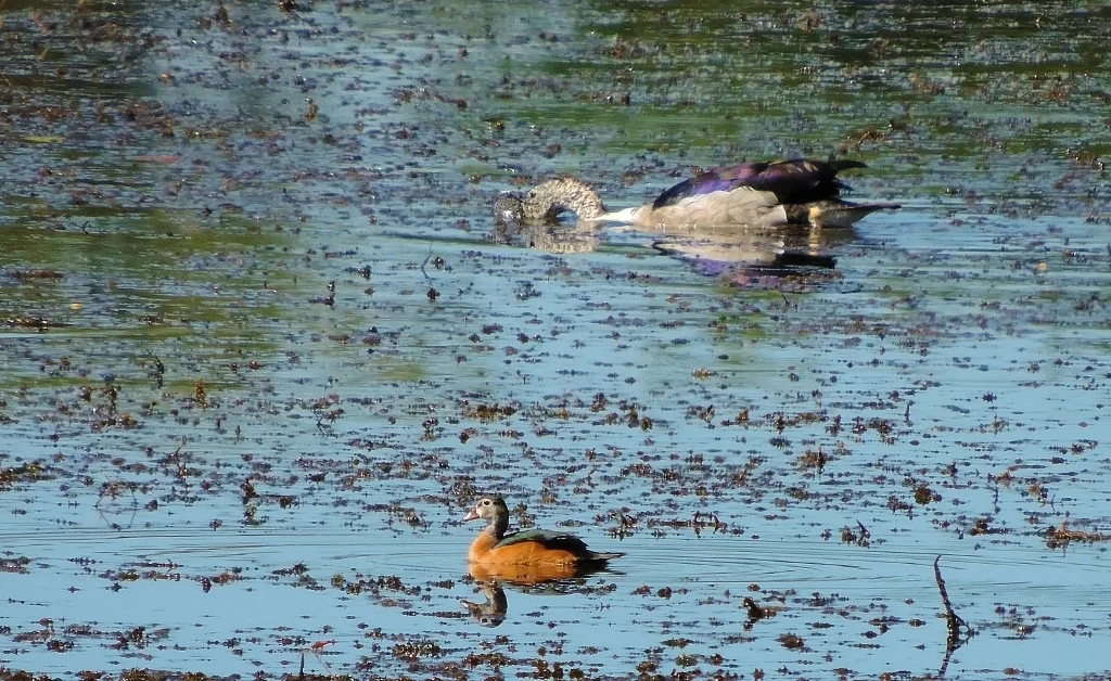瘤鸭(Sarkidiornis melanotos)