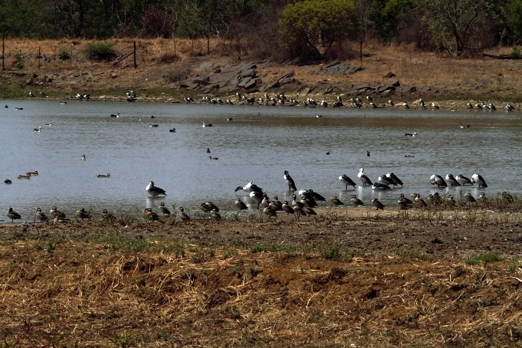 瘤鸭(Sarkidiornis melanotos)