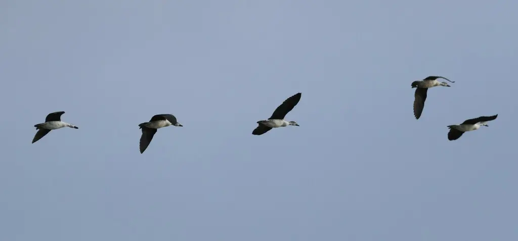 瘤鸭(Sarkidiornis melanotos)