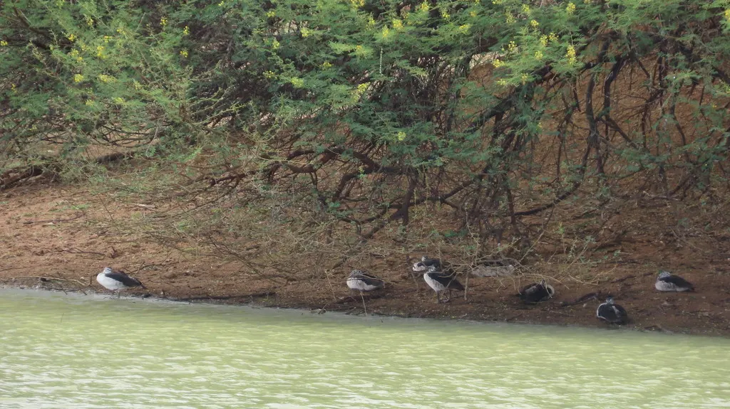 瘤鸭(Sarkidiornis melanotos)