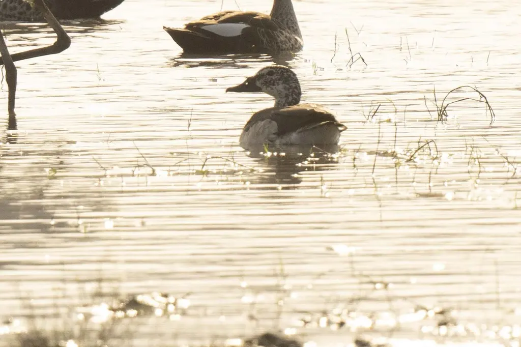 瘤鸭(Sarkidiornis melanotos)