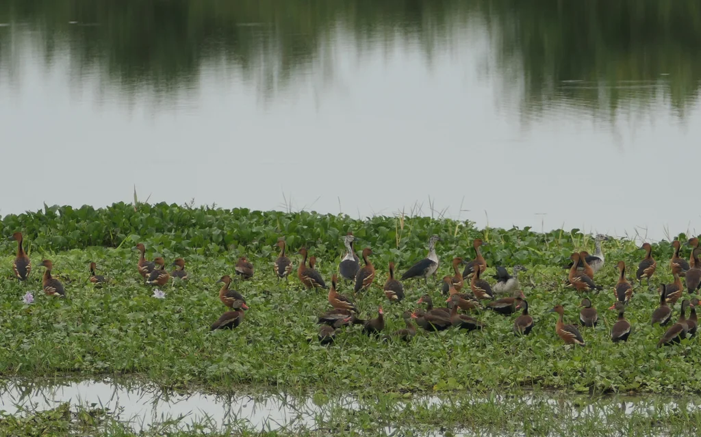美洲瘤鸭(Sarkidiornis sylvicola)