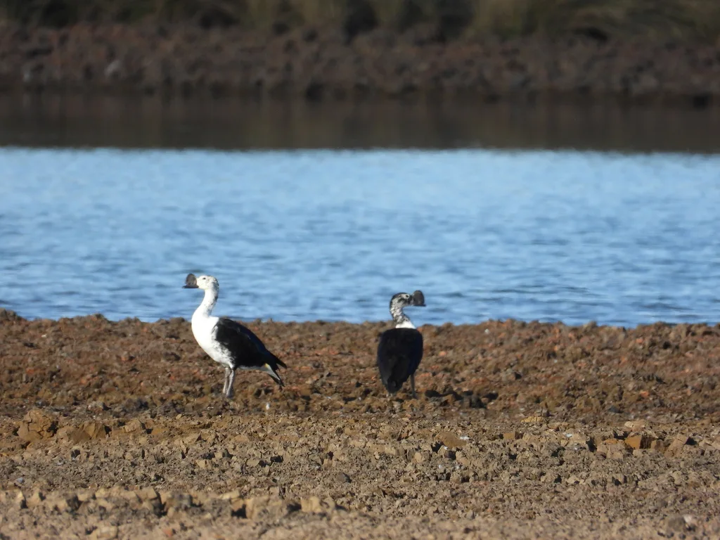 美洲瘤鸭(Sarkidiornis sylvicola)