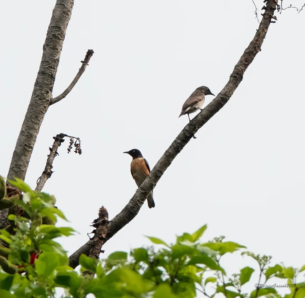斑翅椋鸟（Saroglossa spilopterus）
