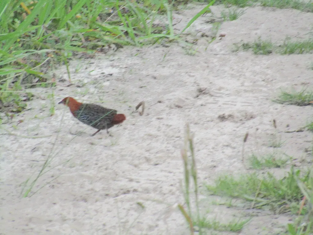 栗尾侏秧鸡(Sarothrura affinis)
