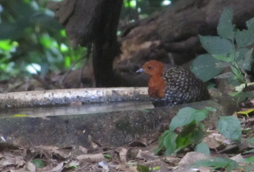 黄斑侏秧鸡(Sarothrura elegans)