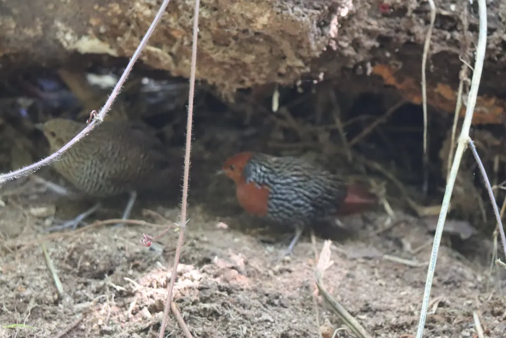 马岛侏秧鸡(Sarothrura insularis)