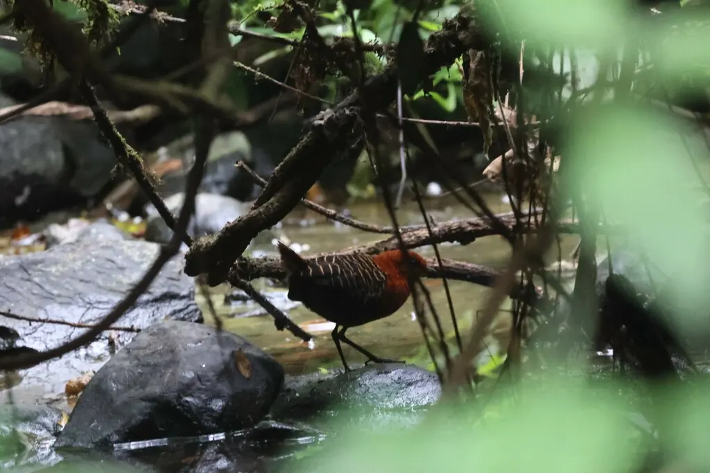 白斑侏秧鸡(Sarothrura pulchra)