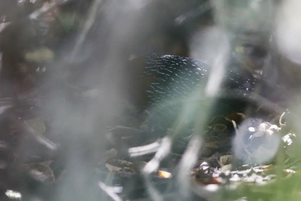 红胸侏秧鸡（Sarothrura rufa）